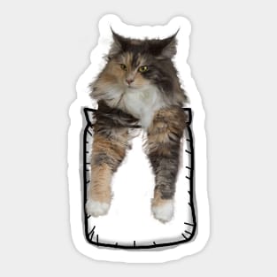 cat in pocket Sticker